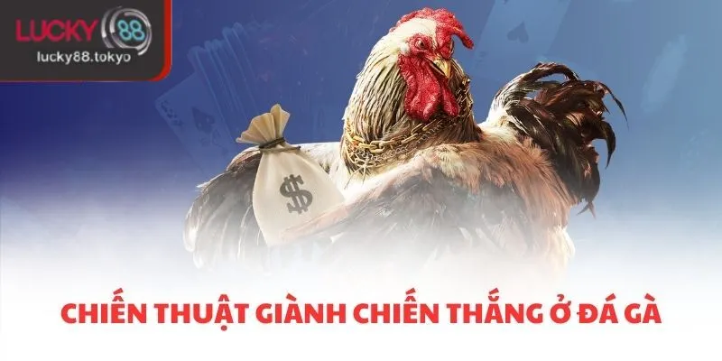 Chiến thuật giành chiến thắng ở đá gà