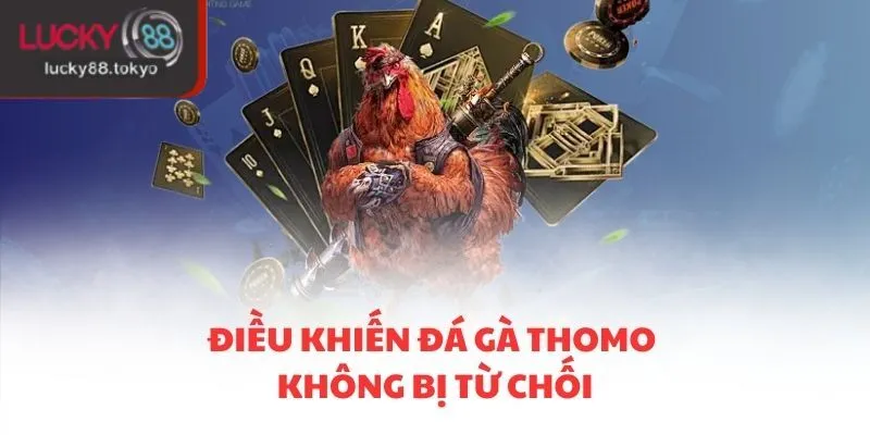 Điều khiến đá gà Thomo không bị từ chối